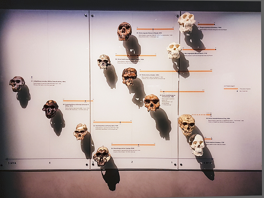 Skulls at Lee Kong Chian Natural History Museum.