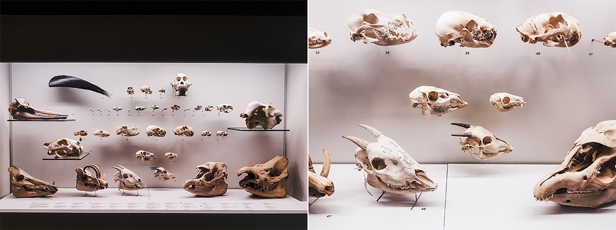 Animal skulls at Lee Kong Chian Natural History Museum.