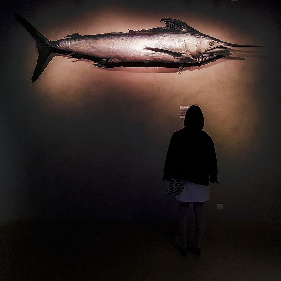 Swordfish at Lee Kong Chian Natural History Museum.