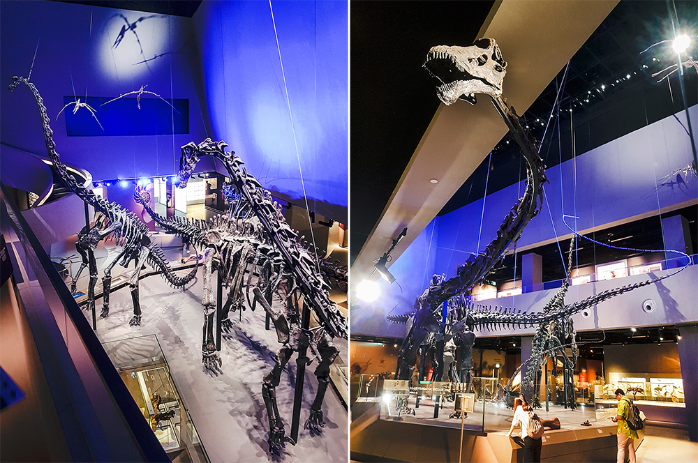 Dinosaur bones at Lee Kong Chian Natural History Museum.