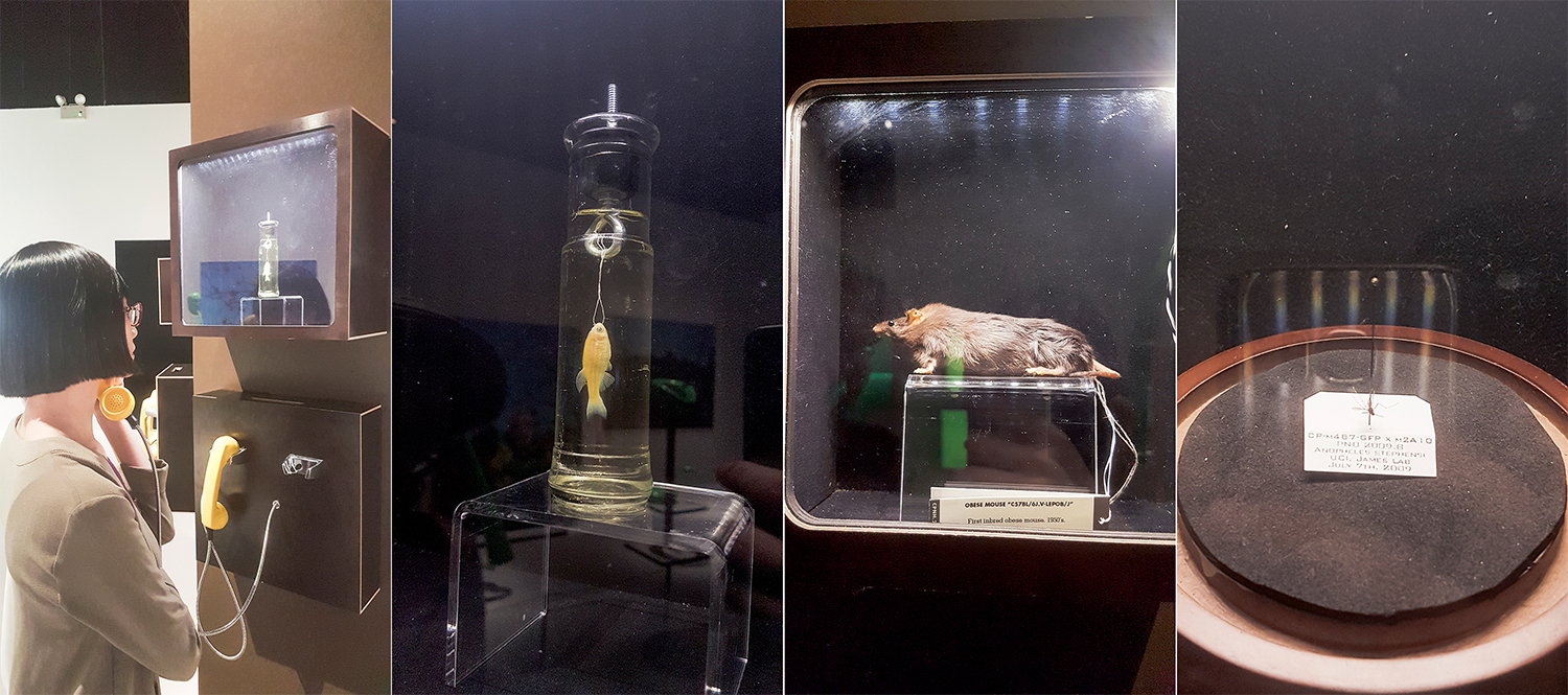 Listening to notable science subjects such as the first inbred obese mouse in the 1950s at the HUMAN+ The Future of Our Species exhibition, ArtScience Museum Singapore.