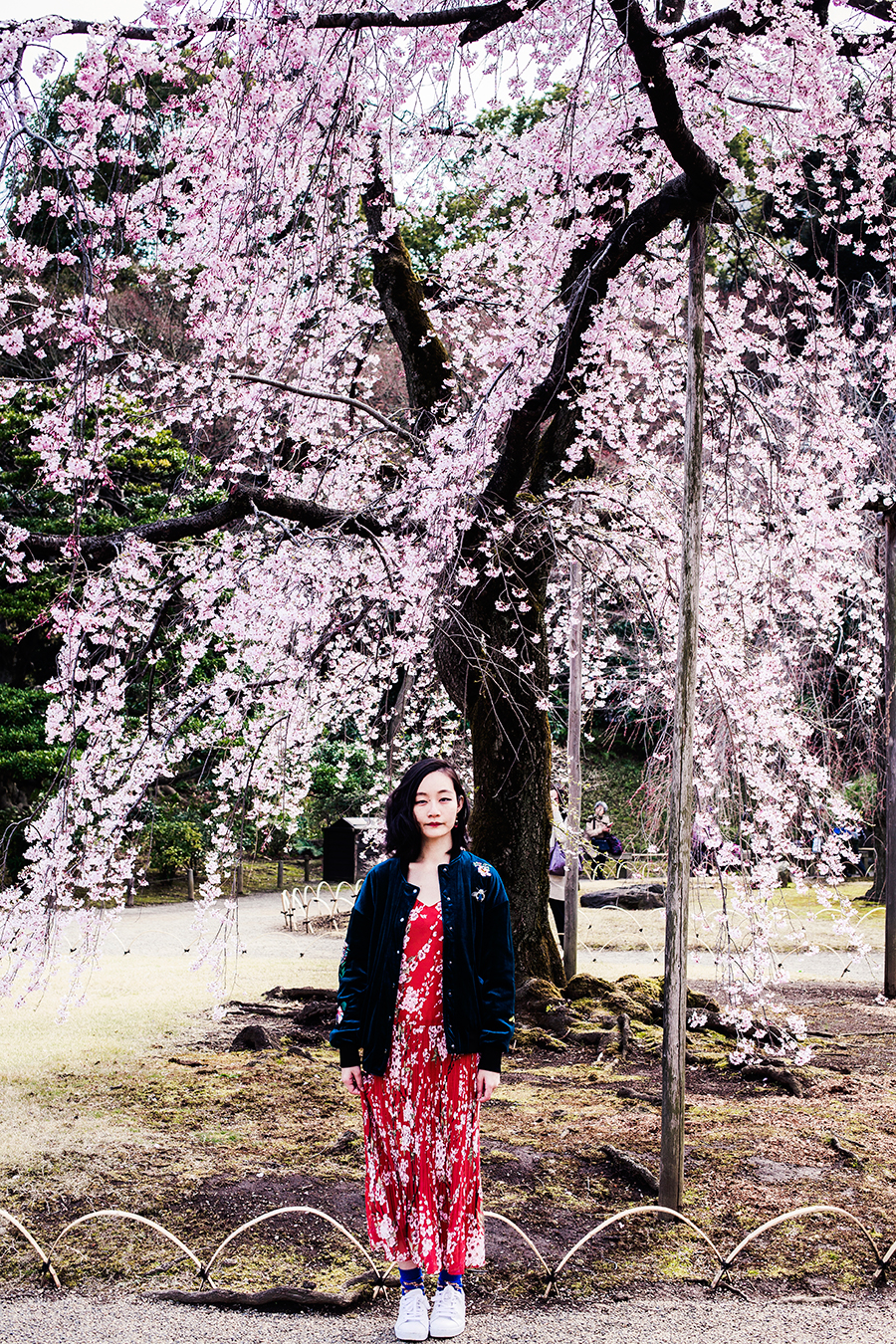 Portrait with pink cherry blossoms at Koishikawa Korakuen, Tokyo Japan.