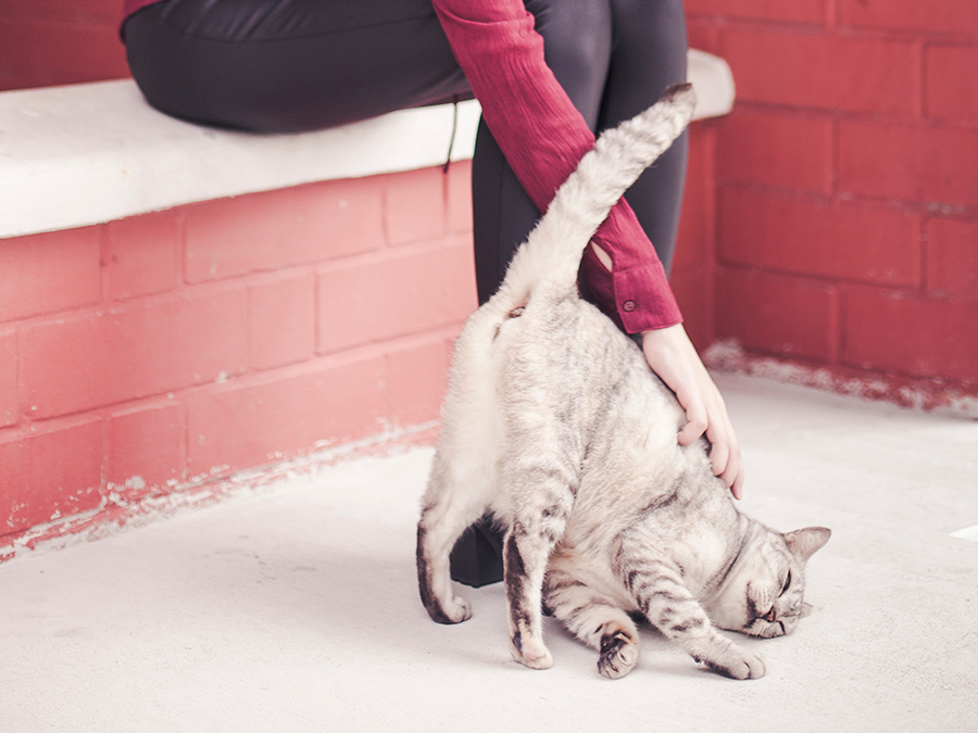 Petting the neighbourhood cat.