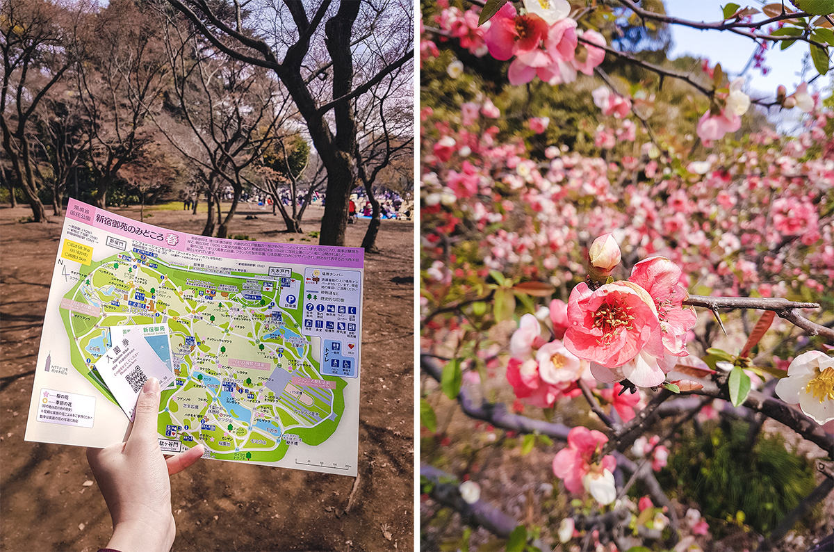 新宿御苑桜 Cherry Blossoms in Shinjuku Gyoen.