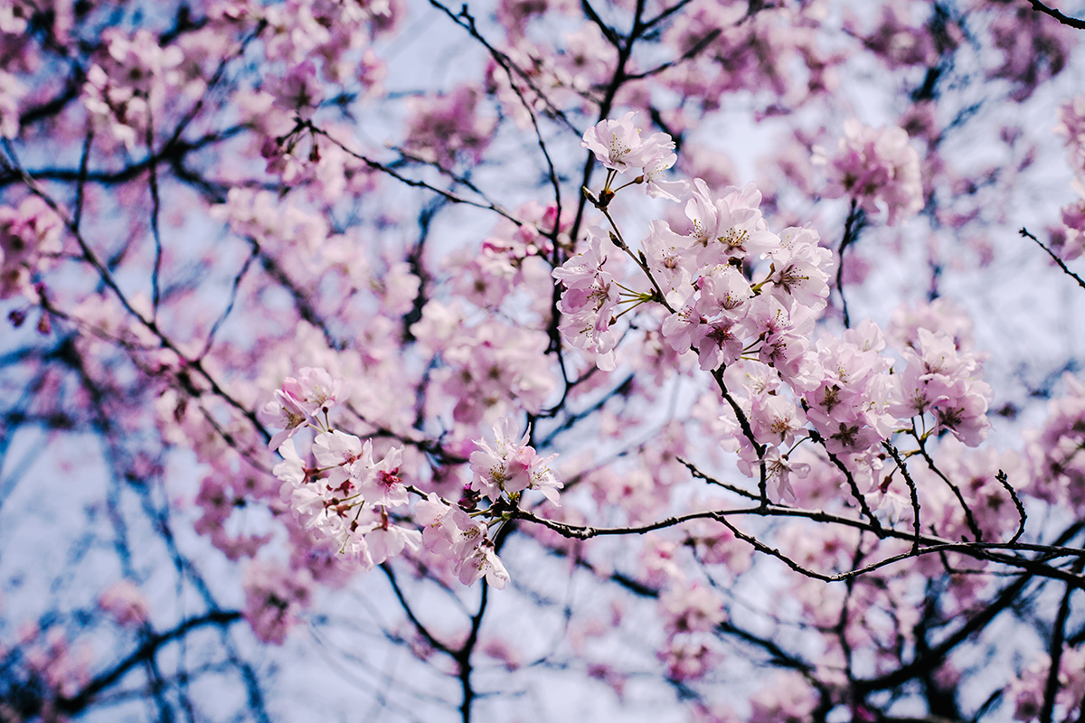 æ–°å®¿å¾¡è‹‘æ¡œ Cherry Blossoms in Shinjuku Gyoen.