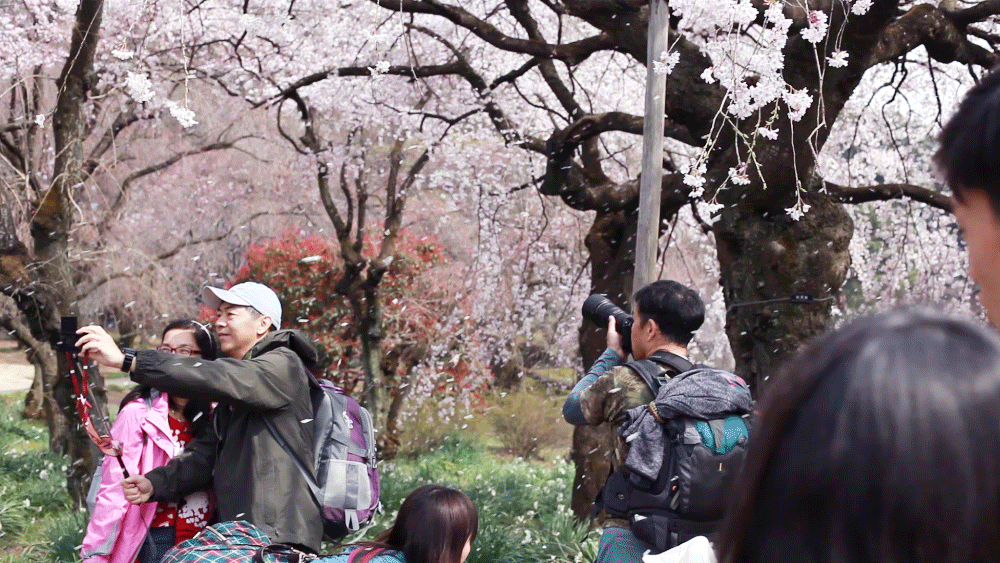 æ–°å®¿å¾¡è‹‘æ¡œ Cherry Blossoms in Shinjuku Gyoen.