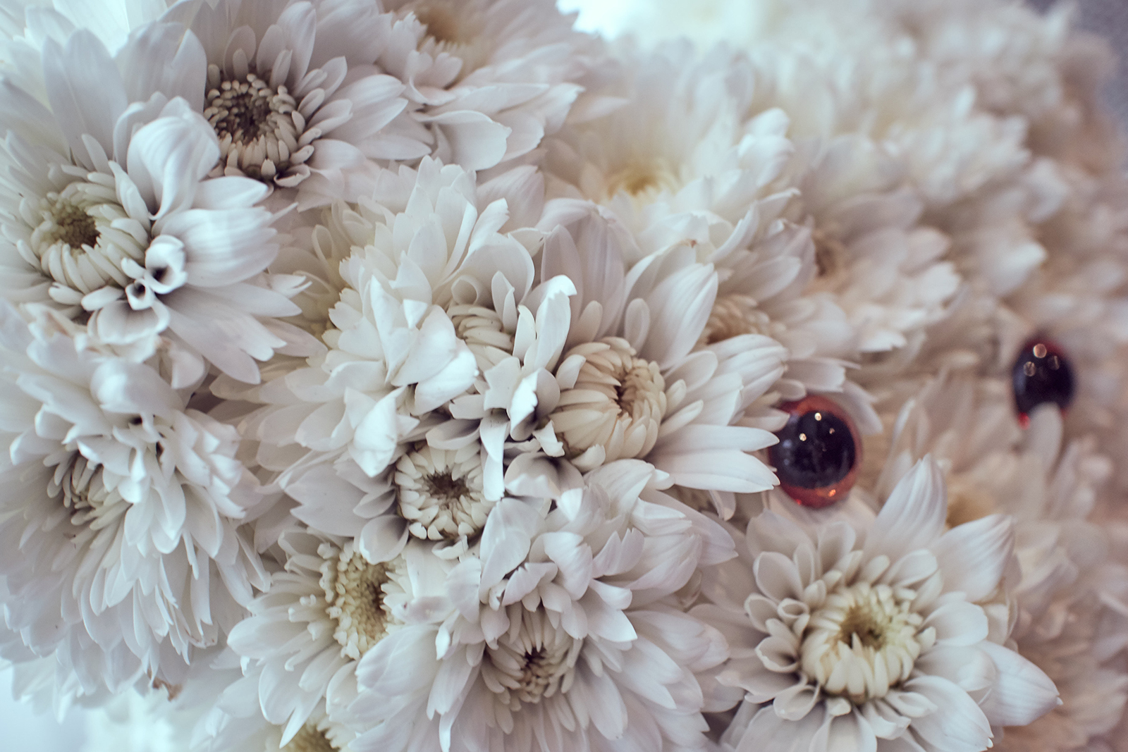 Close-up of flowers from Mr. Crush Teddy Bear Bouquet from Little Flower Hut.