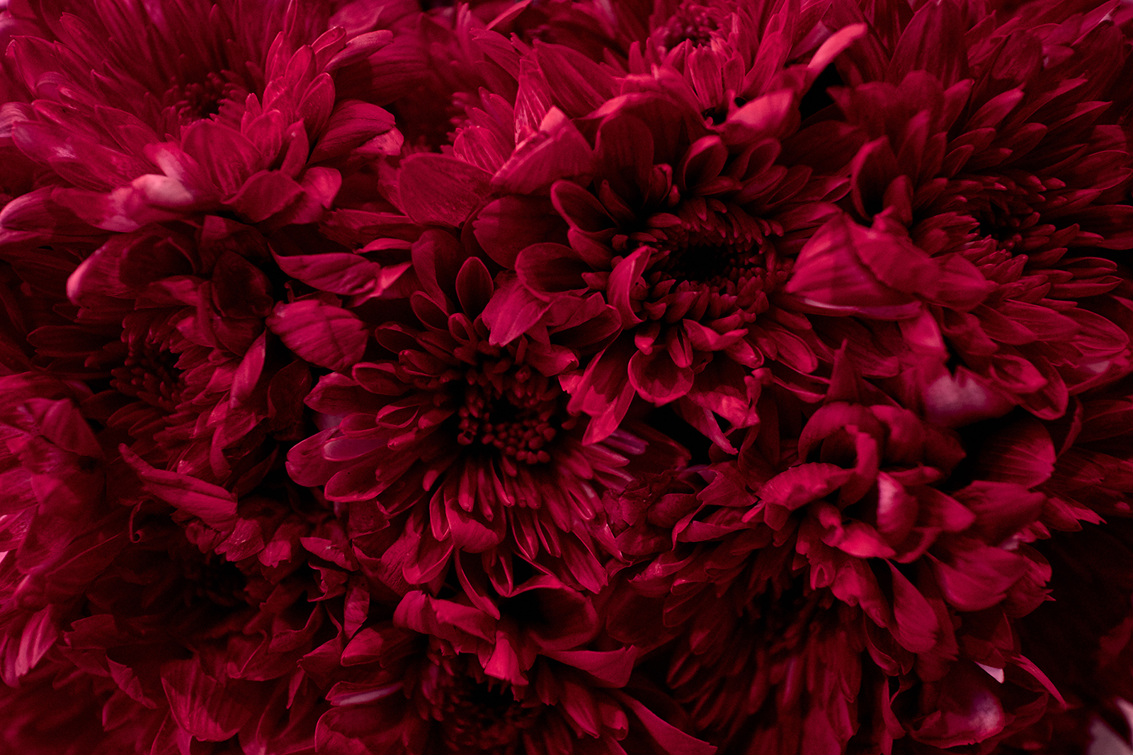 Close-up of flowers from Mr. Crush Teddy Bear Bouquet from Little Flower Hut.
