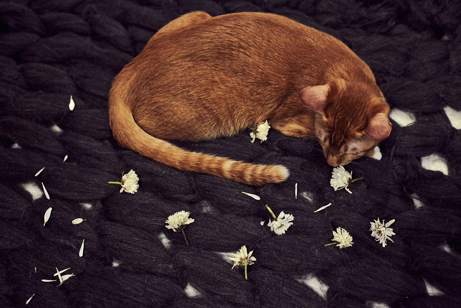 Kitty Teh surrounded by petals from the Mr. Crush Teddy Bear Bouquet from Little Flower Hut.