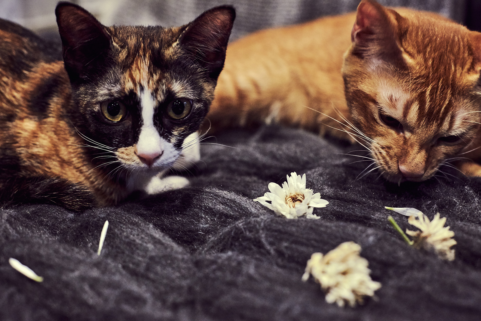 Kitty Kopi & Teh surrounded by petals from the Mr. Crush Teddy Bear Bouquet from Little Flower Hut.