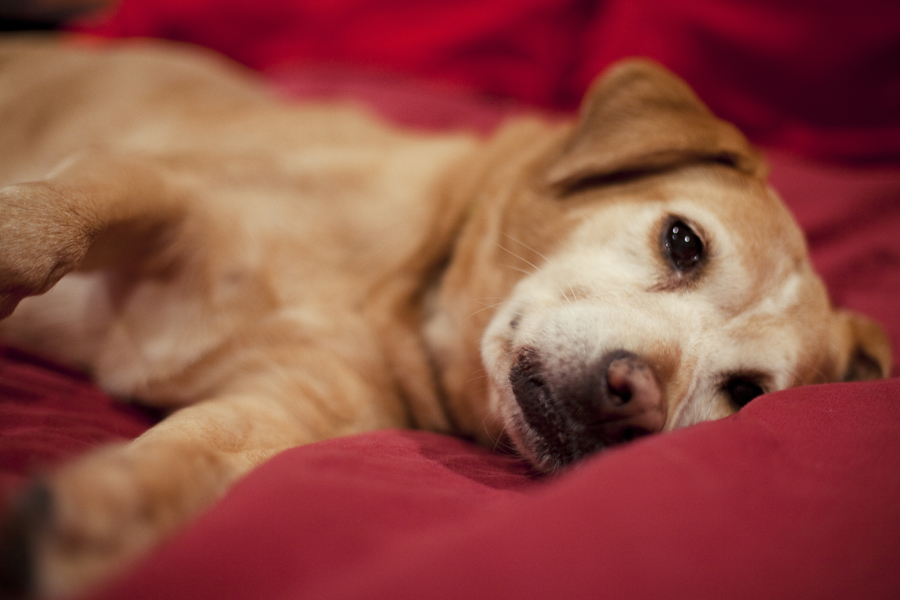 Annabel the dog on the bed.