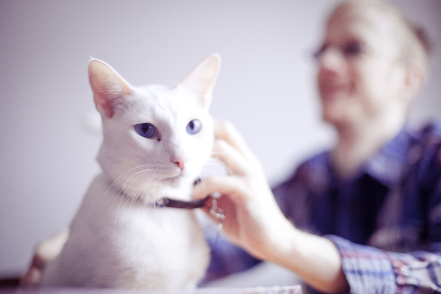 General the siamese cat with brilliant blue eyes being pampered.
