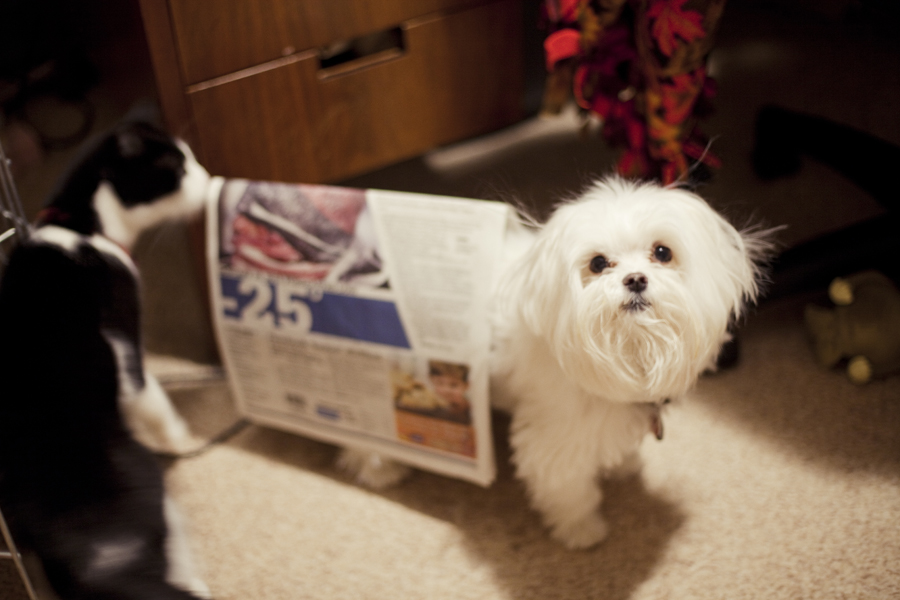 Newspaper roof on Charlie the Maltese.