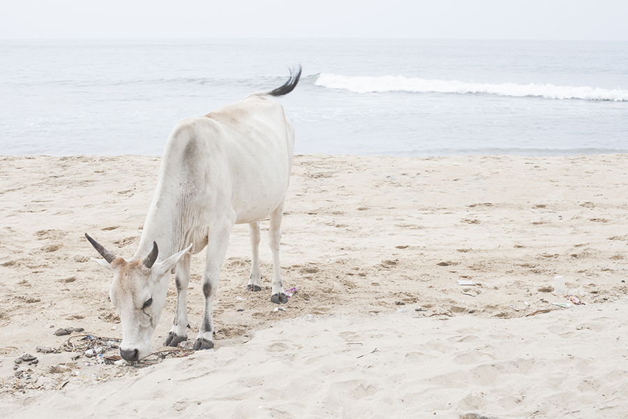 White cow on a beach in Chennai India.