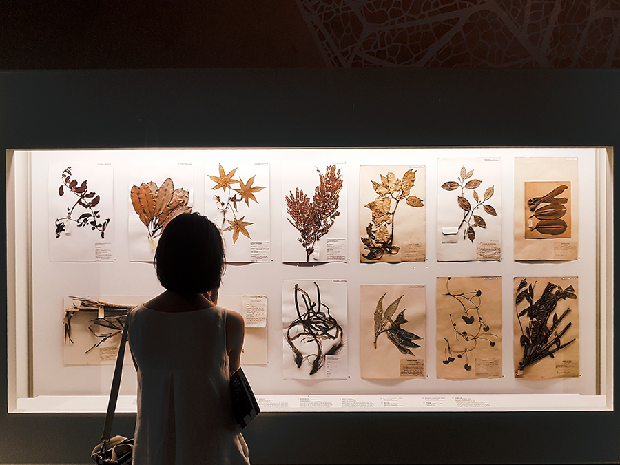 Herbarium sheets at Lee Kong Chian Natural History Museum.